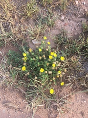 Xanthisma texanum drummondii