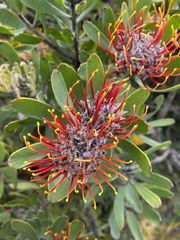 Leucospermum praecox