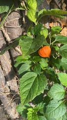 Alkekengi officinarum