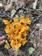 Cantharellus lateritius