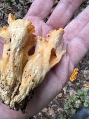 Cantharellus lateritius