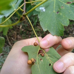 Pediaspis aceris