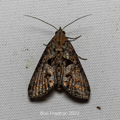 Noctuoidea
