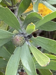 Leucospermum praecox