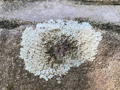 Heterodermia albicans