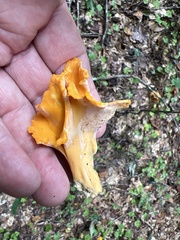 Cantharellus lateritius