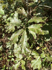 Quercus marilandica
