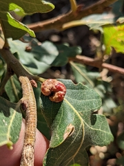 Xanthoteras eburneum