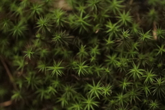 Polytrichum formosum