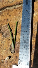 Pinus contorta murrayana