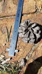 Pinus contorta murrayana