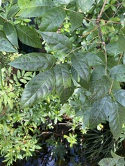 Fraxinus caroliniana