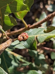 Xanthoteras eburneum