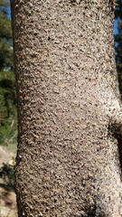 Pinus contorta murrayana