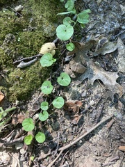 Dichondra carolinensis