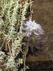 Cynipoidea