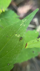 Sumitrosis inaequalis