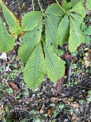 Aesculus hippocastanum