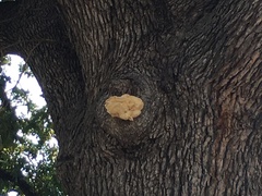 Laetiporus gilbertsonii