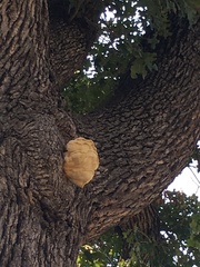 Laetiporus gilbertsonii