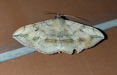 Anticarsia irrorata