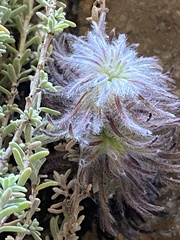 Cynipoidea