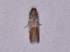 Chararica hystriculella
