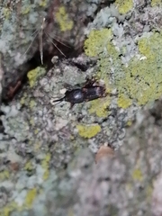 Sitophilus