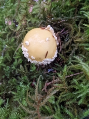 Amanita