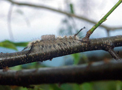 Dasychira dorsipennata