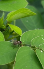 Anthomyia illocata