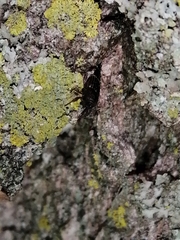 Sitophilus
