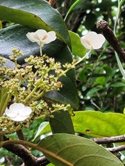 Hydrangea integrifolia