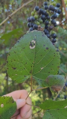 Vitis vulpina