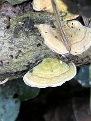 Stereum subtomentosum