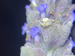 Zygometis xanthogaster