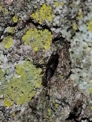 Sitophilus