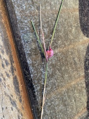 Cynipoidea