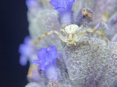 Zygometis xanthogaster