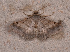 Frederickia nigricomma