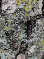 Sitophilus