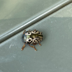 Calligrapha confluens