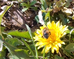 Crepidinae