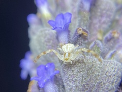 Zygometis xanthogaster