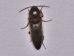 Diplostethus texanus