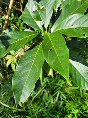 Lindera megaphylla