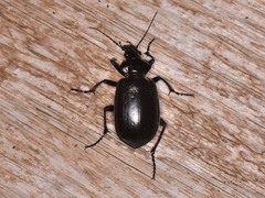 Calosoma marginale