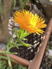 Lampranthus fergusoniae