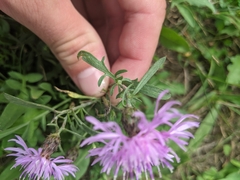 Centaurea stoebe