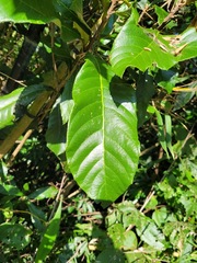 Lindera megaphylla